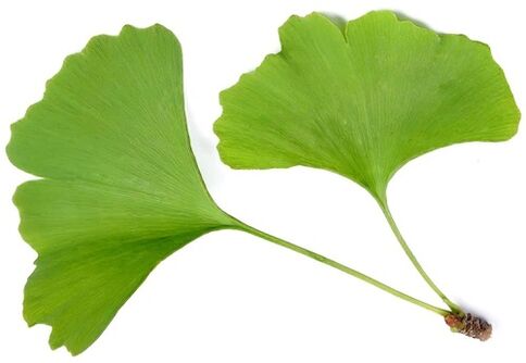 Insunol contén Ginkgo biloba